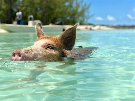 eleuthera pigs|Eleuthera Swimming Pigs & Famous Pink Sands Beach All。